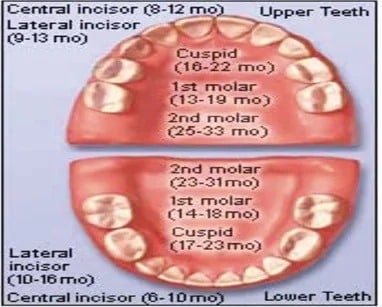 primary-teeth-eruption-chart