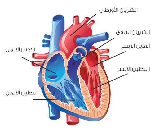القلب امراض مرض القلب